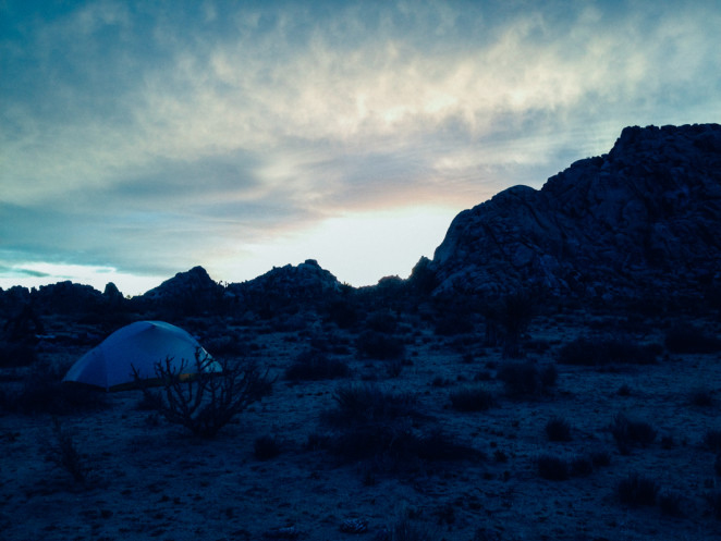 joshua tree wildflowers-16