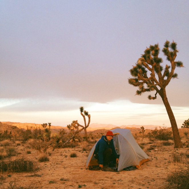 joshua tree wildflowers-17