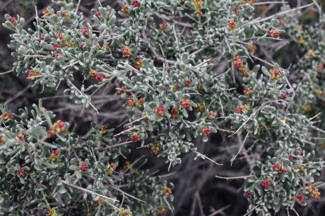 joshua tree wildflowers-2