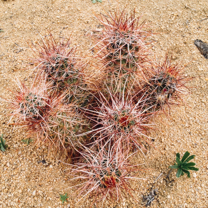 joshua tree wildflowers-20