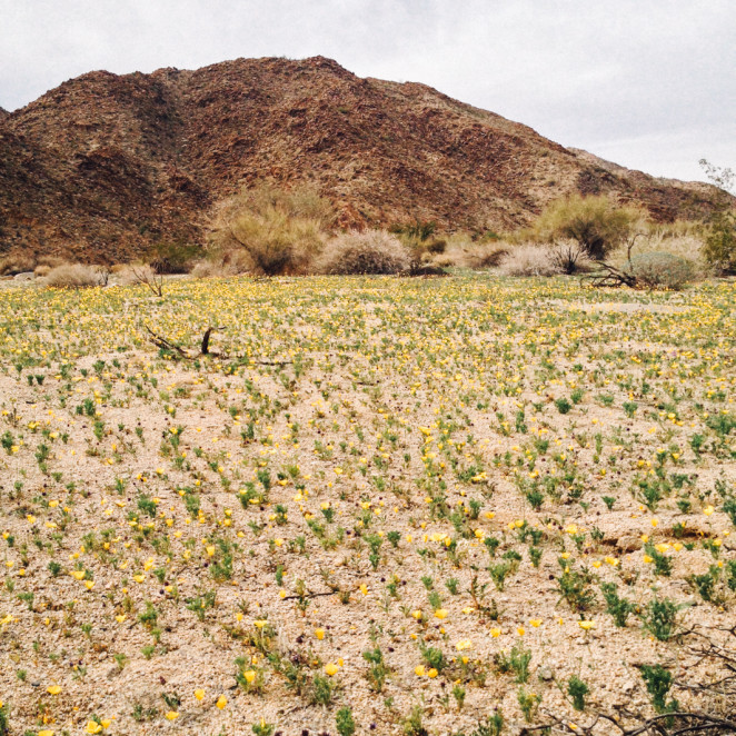 joshua tree wildflowers-21