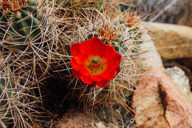 joshua tree wildflowers-5