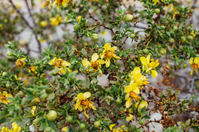 joshua tree wildflowers-8