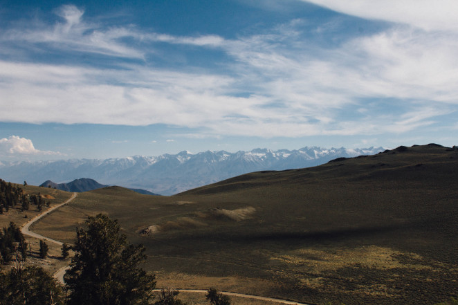 bristlecone pine forest-4