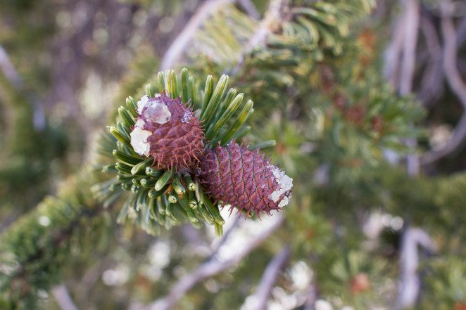 bristlecone pine forest-5