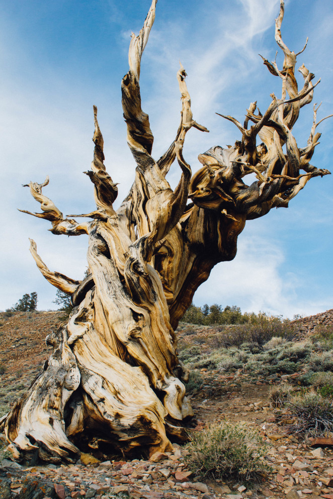 bristlecone pine forest-7