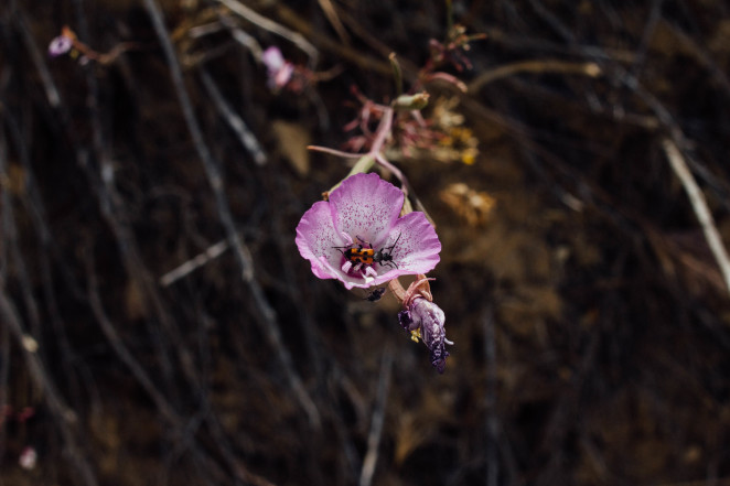 carrizo plain-3