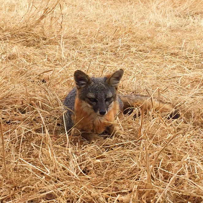 santa cruz island-11